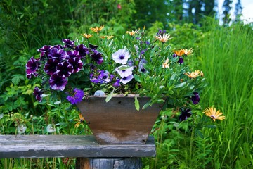 Obraz premium flowers in pot on wood bench