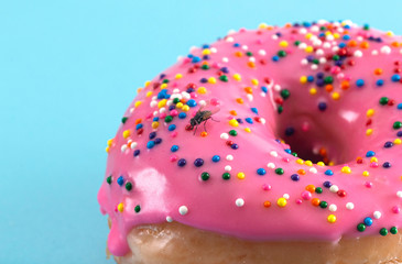 Fly on a Pink Sprinkle Donuts on a Turquoise Background