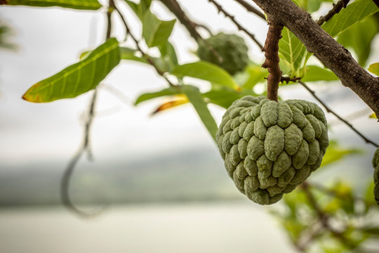 Annona fruid growing on the tree in Indonesia