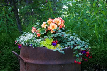Fototapeta premium flowers in rusted metal barrel 