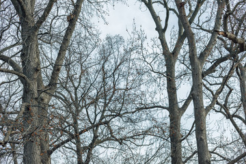 bare tree against a blue winter sky