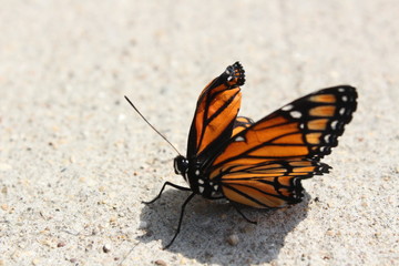 Fototapeta na wymiar butterfly on pavement