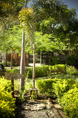 paradise outdoor shower with palm trees 