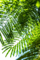 Palm tree in Sumbawa indonesia