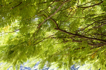 Palm tree in Sumbawa indonesia