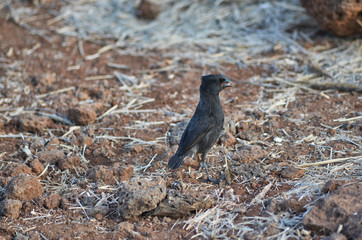 Black Male Ground Finch in the Galapagos Islands
