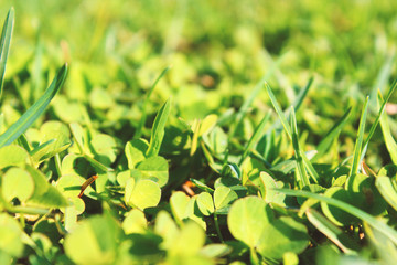 Green grass close up. Background. Texture.