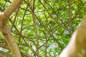Palm tree in Sumbawa indonesia