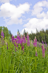 Blooming flower and grass close up against a field and a forest and a sky