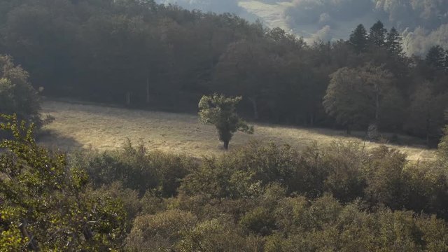 Tree in the middle of a valley in Vercors, France.
