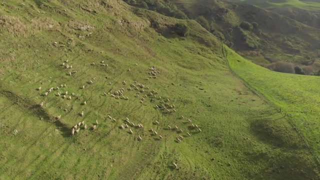 Flock of New Zealand sheep on the side of a mountain