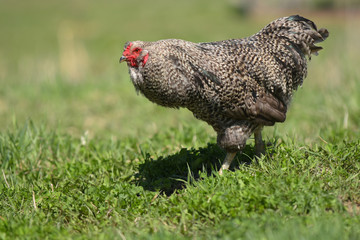 Free Range Chicken