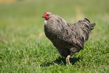 Free Range Chicken