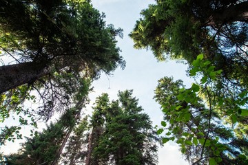 Looking up from forrest floor