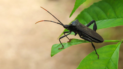 Insect on leaf at Bull Creek Park