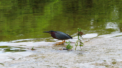 Green Heron at Bull Creek Park