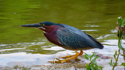 Green Heron at Bull Creek Park
