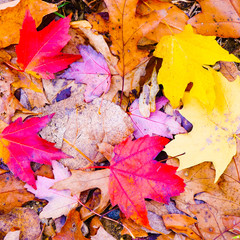 Brilliant Fallen Autumn Leaves