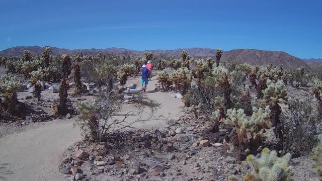 Couple Walking In Cholla Gardens- Joshua Tree National Park