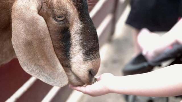 Kid feeding goat with hand slow motion.mov