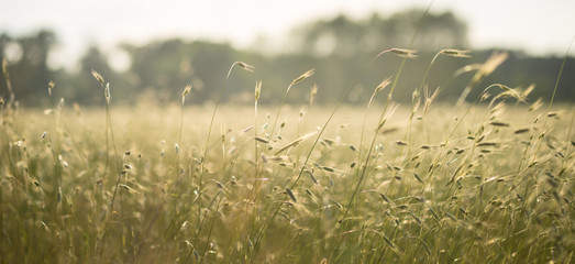 Getreide im Sonnenschein