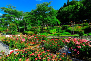 Obraz premium 花巻温泉 バラ園
