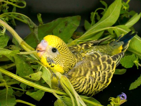 Baby Budgie Budgerigar Parakeet Pet