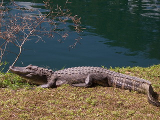 young American Alligator near pond, South Carolina