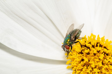 Closeup of an insect on a plant
