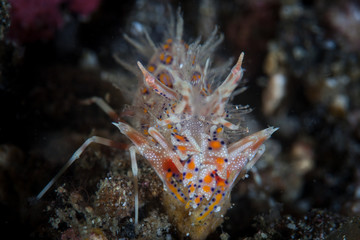 In Lembeh Strait, a spiny Tiger shrimp, Phyllognatia ceratophthalmus, lives a cryptic life usually hidden in rubble on the seafloor. They are often found in pairs.