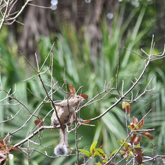 Front View of Grey Squirrel In Tree in Florida