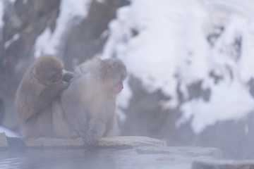 日本猿　地獄谷温泉