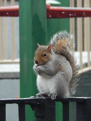 squirrel