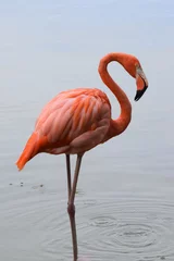 Wandcirkels plexiglas flamingo dominicaanse dierentuin © Oliver514