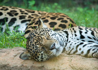 Sleeping Jaguars