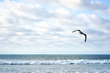 Fototapeta na wymiar Seagull bird flying and blue sky 