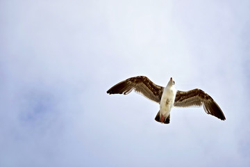 Seagull bird flying and blue sky 