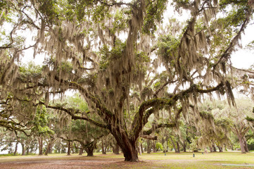 Fototapeta premium Southern Live Oak on St. Simons Island GA