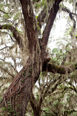 Fototapeta na wymiar Spanish moss on Live Oak trunk