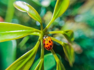 ladybug on a leaf