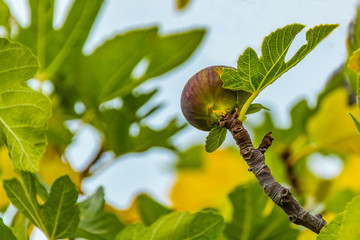 Ripe fig on the tree, close up, soft focus