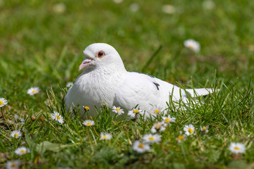 Feral pigeons (Columba livia domestica) on a grass
