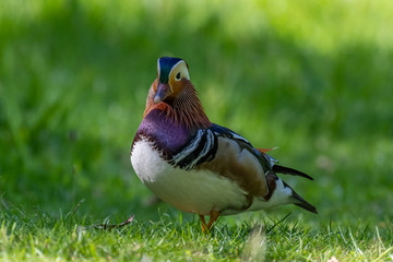 Mandarin duck (Aix galericulata) male.