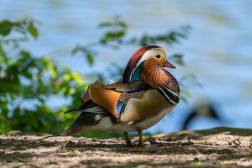 Mandarin duck male (Aix galericulata)