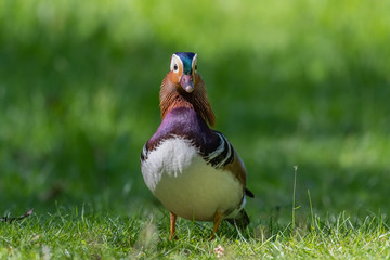 Mandarin duck (Aix galericulata) male.