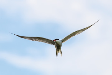 Common tern (Sterna hirundo) in flight