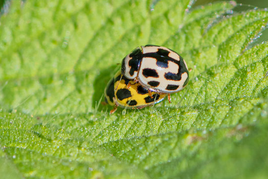 The 14-spotted ladybird (Propylea quatuordecimpunctata) mating.