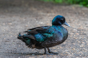 Fototapeta premium Cayuga Duck in the wild