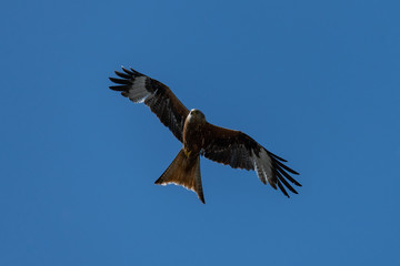 Red kite (Milvus milvus) bird of prey