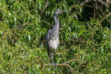Grey heron (Ardea cinerea) on a tree branch